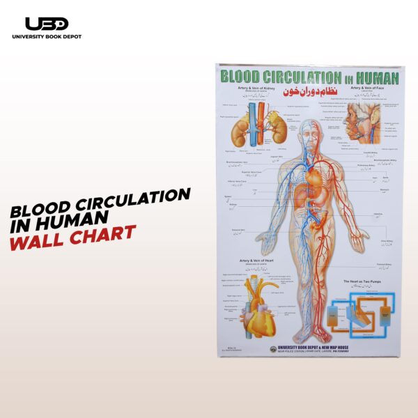 blood circulation in human