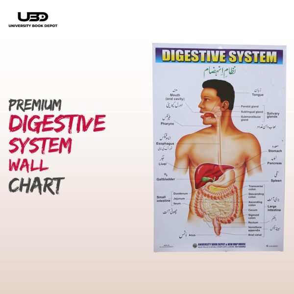 Digestive System