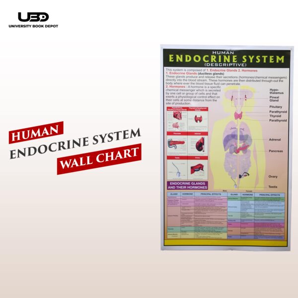 Human Endocrine