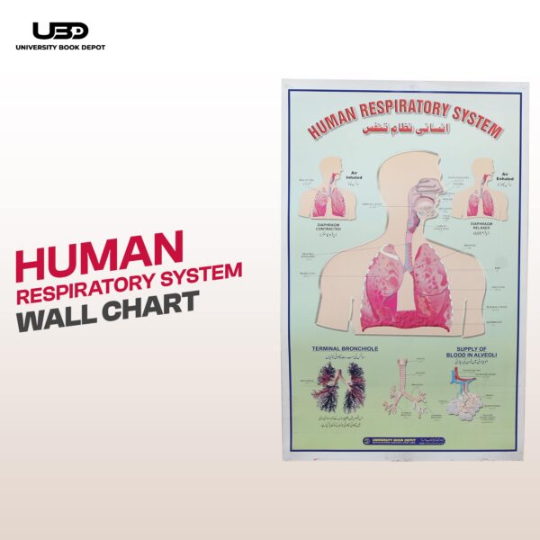 Human respitry system