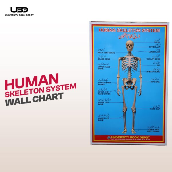 Human Skeleton System