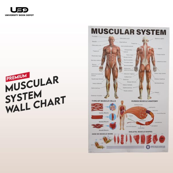 Musculer System