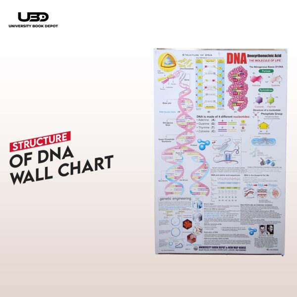 Struture Of DNA