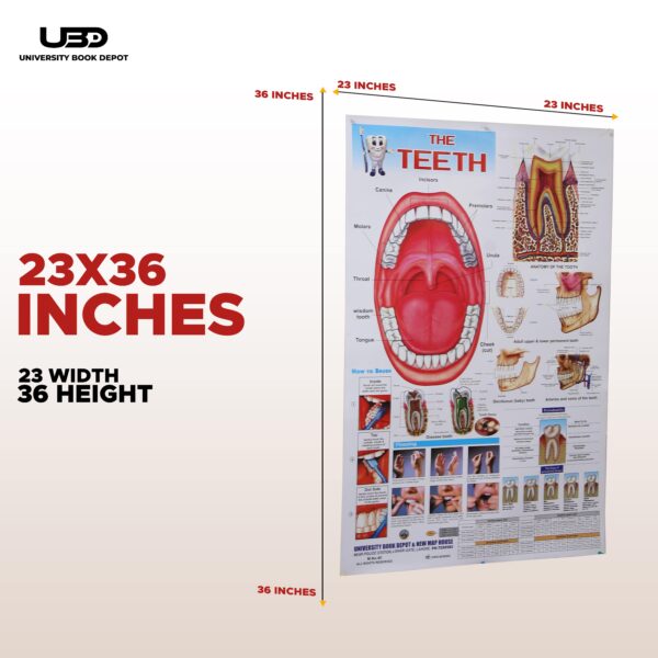 The Teeth - Image 2