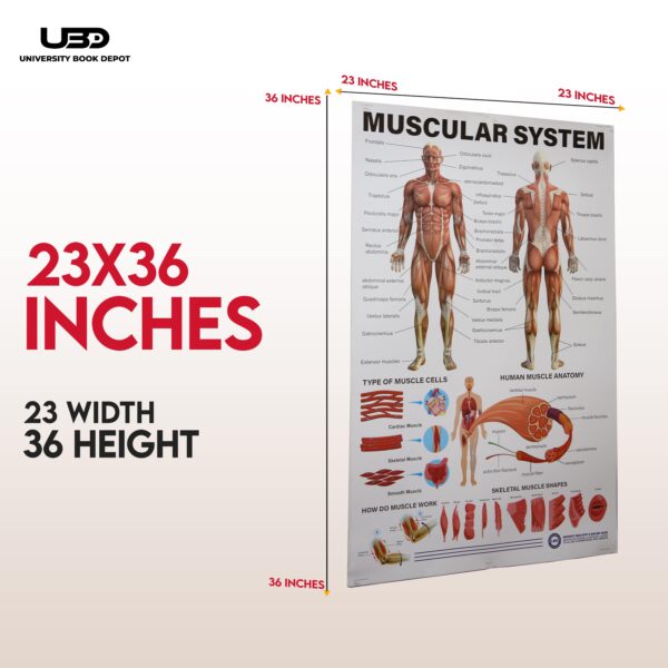 Musculer System - Image 2