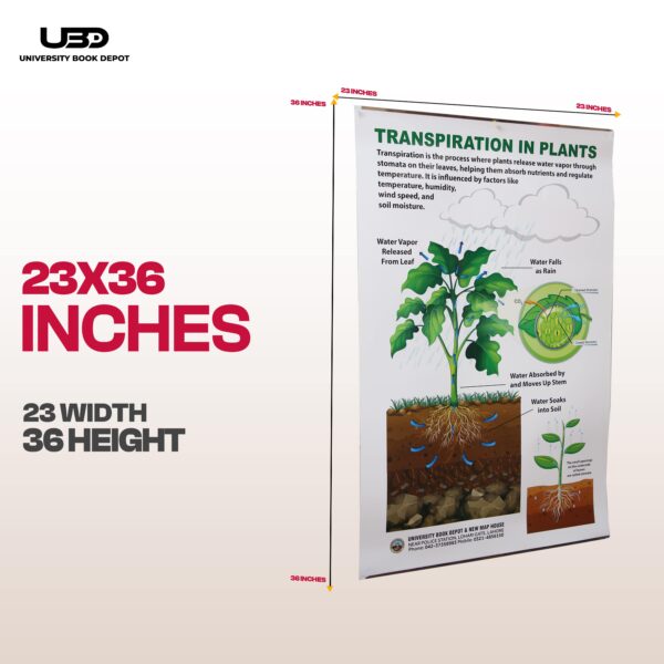 Transpiration IN Plants - Image 2