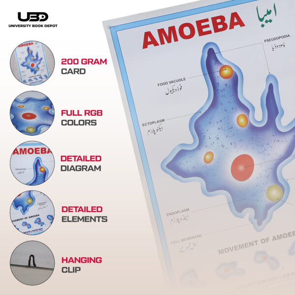 Ameoba - Image 3