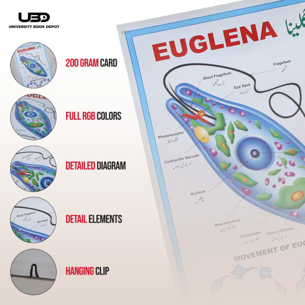 EUGLENA - Image 3