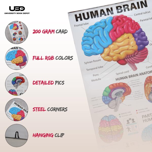 Human Brain - Image 3