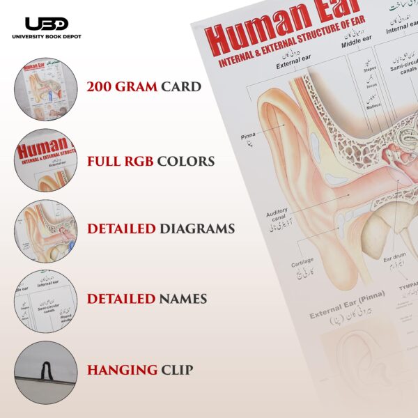 Human Ear - Image 4