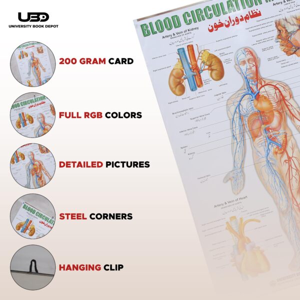 blood circulation in human - Image 3