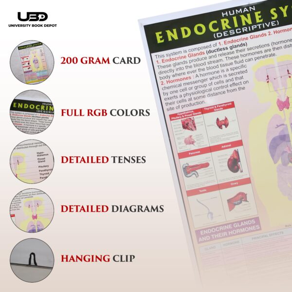 Human Endocrine - Image 3