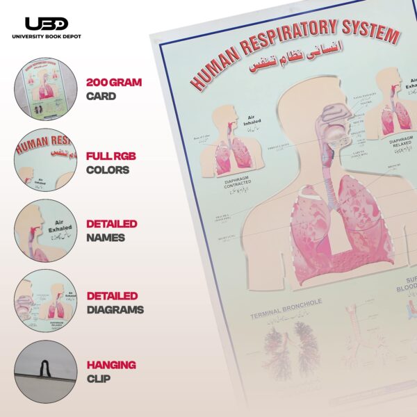 Human respitry system - Image 3