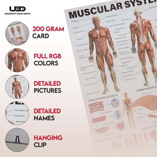 Musculer System - Image 3