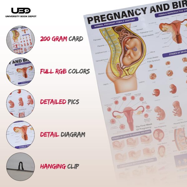 Pregnancy and birth - Image 3