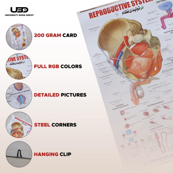 Reproductive System In Men - Image 3