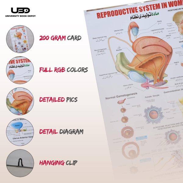 Reproductive System In Women - Image 3