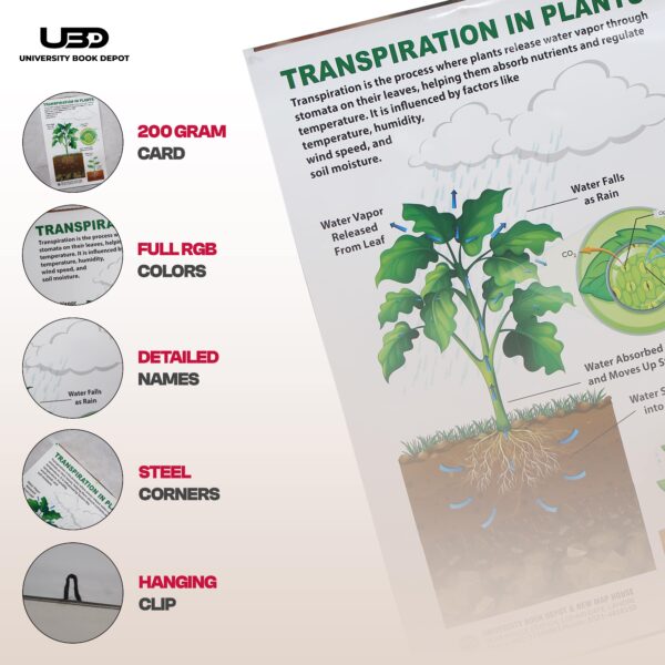 Transpiration IN Plants - Image 3