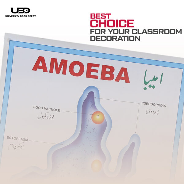 Ameoba - Image 4