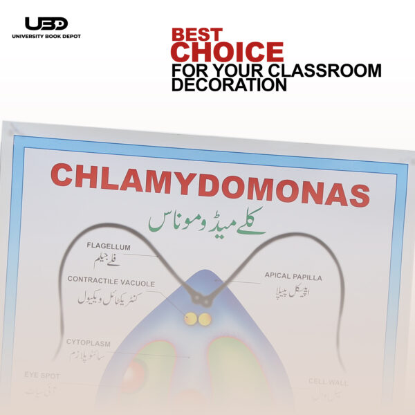 CHLAMYDOMONAS - Image 4