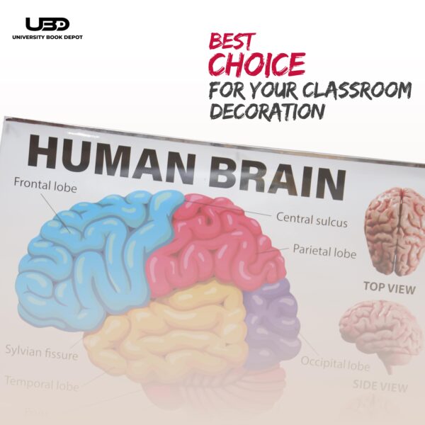 Human Brain - Image 4