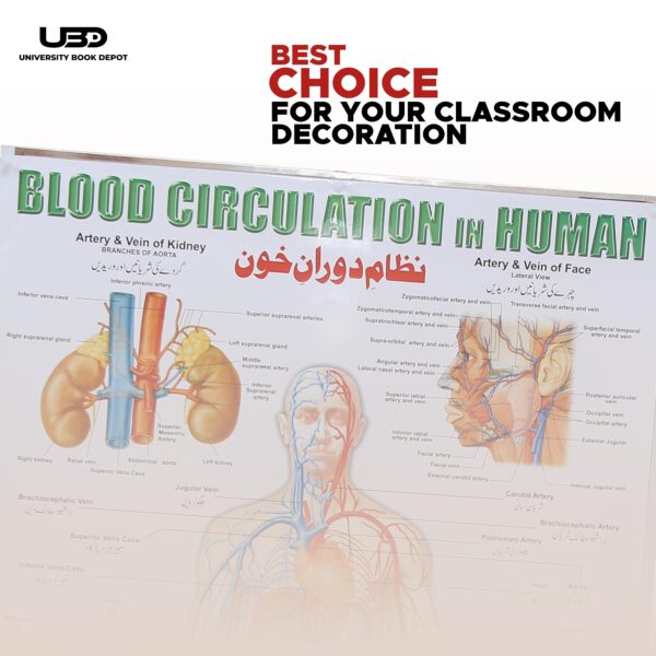 blood circulation in human - Image 4