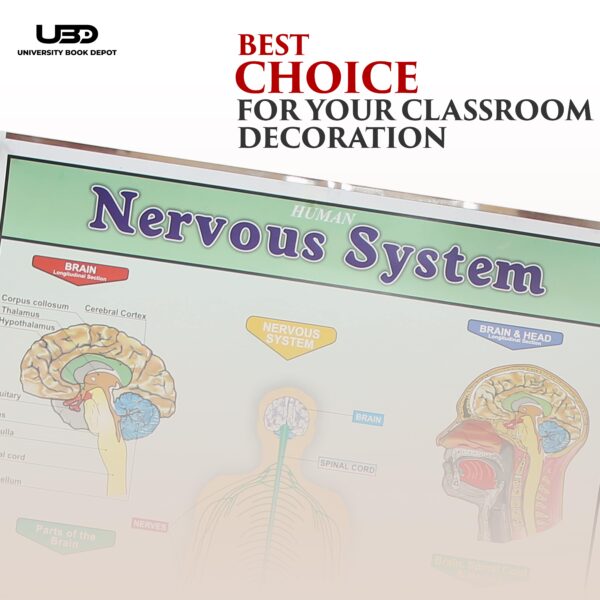 Human Nervous System - Image 4