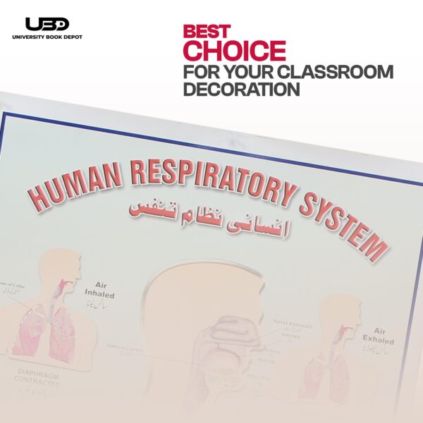 Human respitry system - Image 4