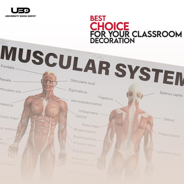 Musculer System - Image 4