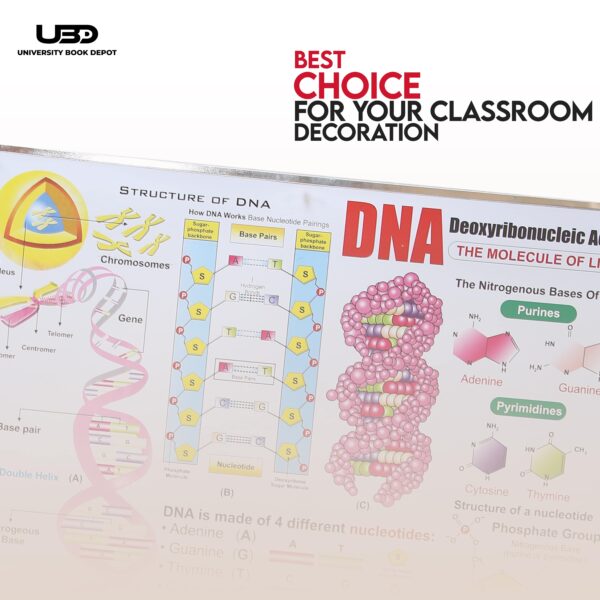 Struture Of DNA - Image 4