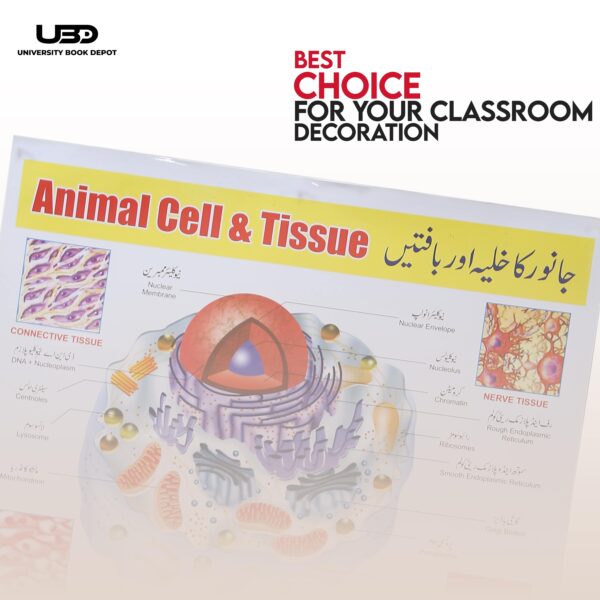 Animal cell & tissue - Image 4