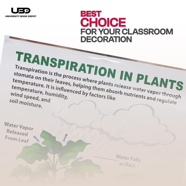 Transpiration IN Plants - Image 4