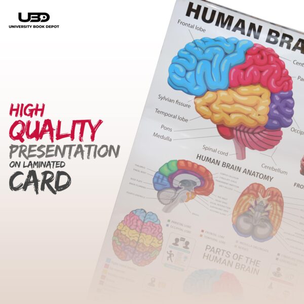 Human Brain - Image 5