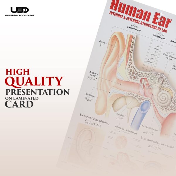 Human Ear - Image 6