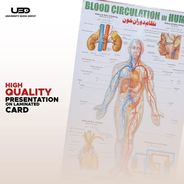 blood circulation in human - Image 5