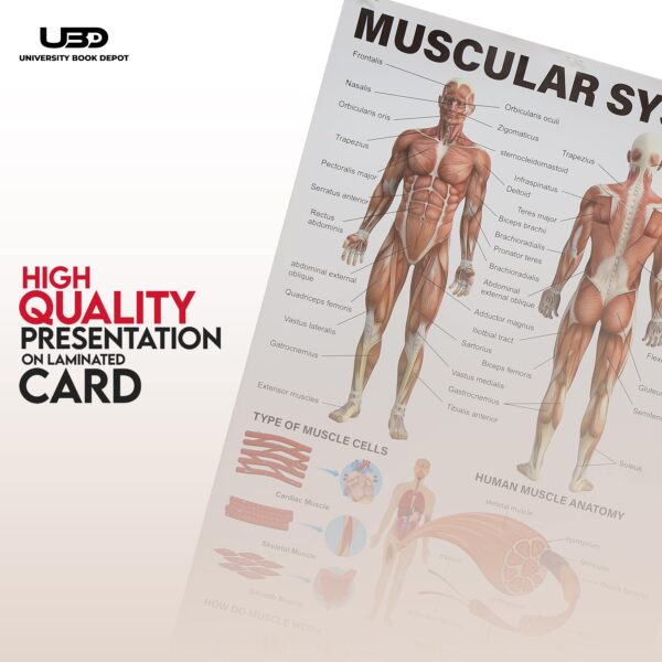 Musculer System - Image 5