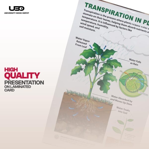 Transpiration IN Plants - Image 5