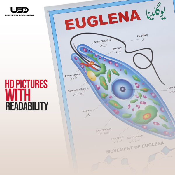 EUGLENA - Image 6