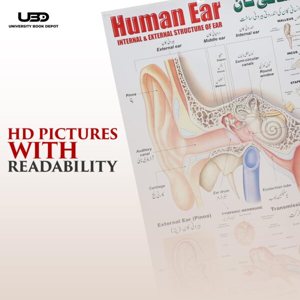 Human Ear - Image 7