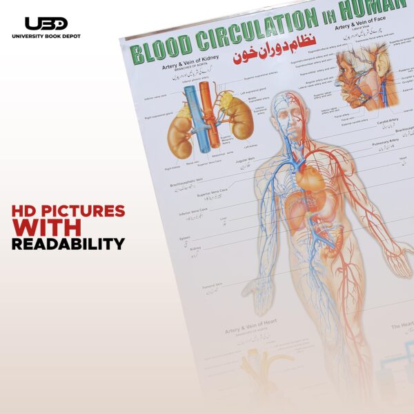 blood circulation in human - Image 6