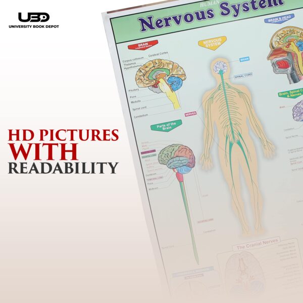 Human Nervous System - Image 6