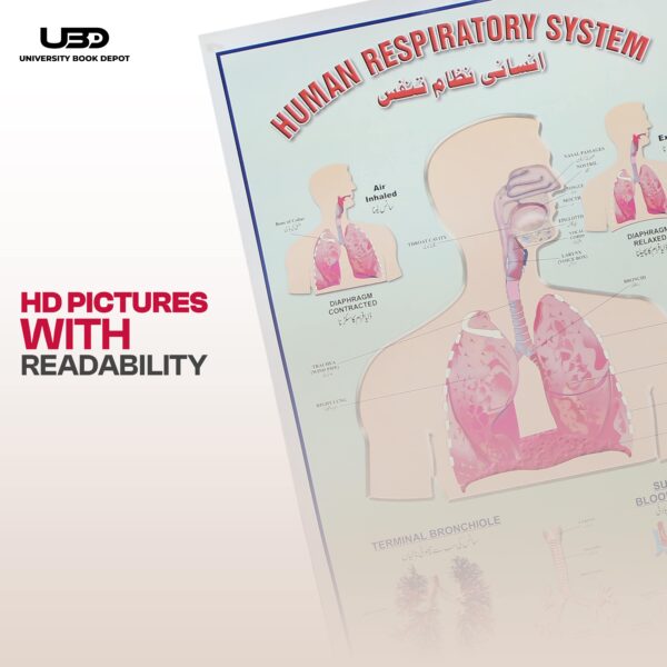 Human respitry system - Image 6