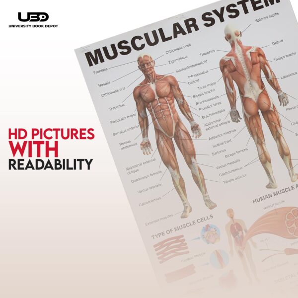 Musculer System - Image 6