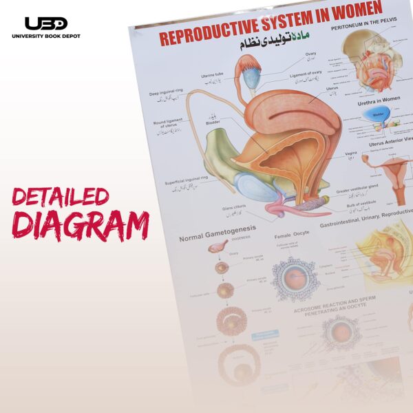 Reproductive System In Women - Image 6