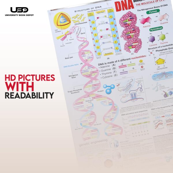 Struture Of DNA - Image 6