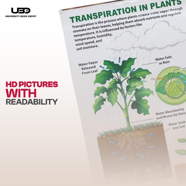 Transpiration IN Plants - Image 6