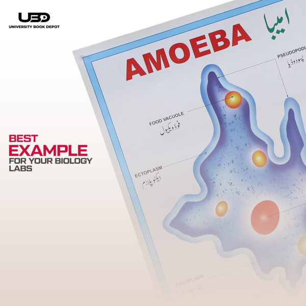 Ameoba - Image 7