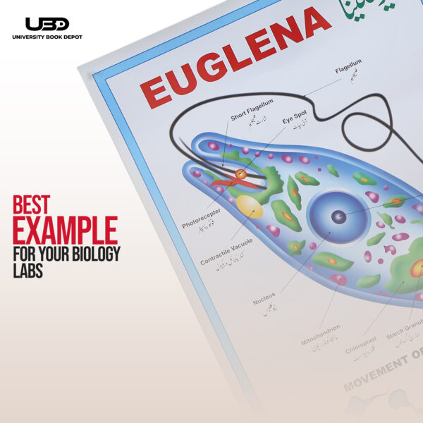 EUGLENA - Image 7