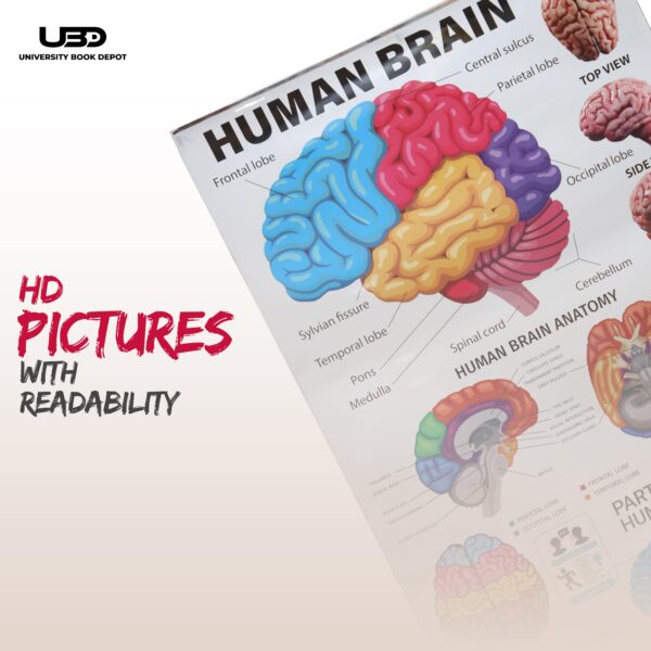 Human Brain - Image 7