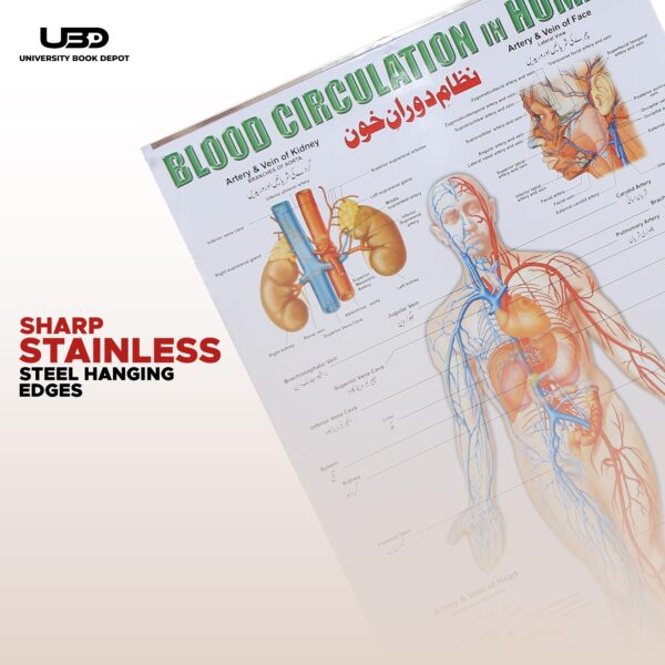 blood circulation in human - Image 7